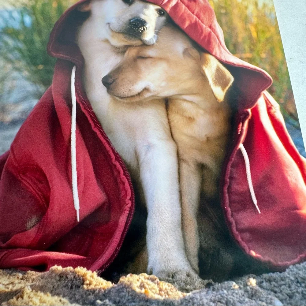 6 Avanti Greeting cards - dog couple under hoodie Holiday: Valentine’s Day